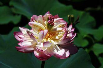 星空综合|
2015年运势有骤变的生肖盘货(图2)