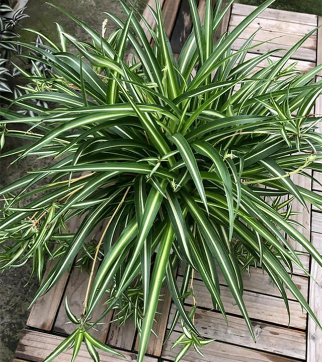 星空·综合体育