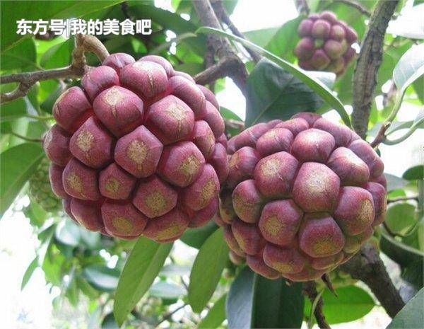 星空综合|非洲材逐步回暖,红花梨掉队趋冷(图2) 星空·综合体育